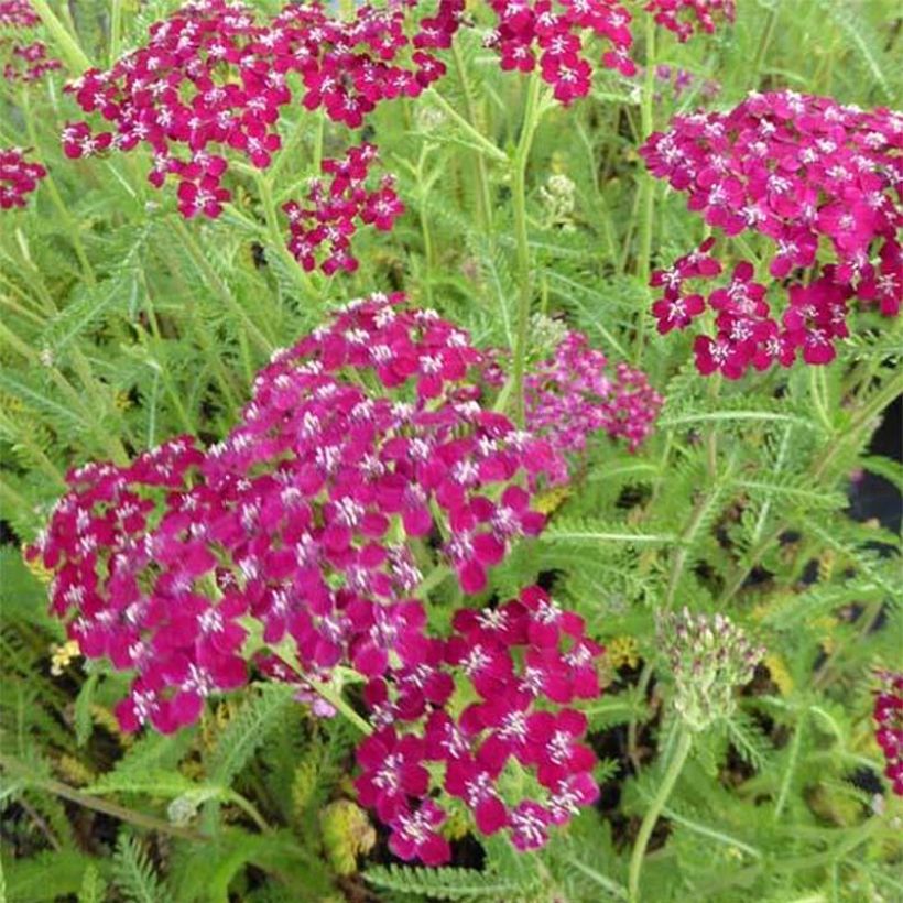 Achillea millefolium Sammetriese (Flowering)