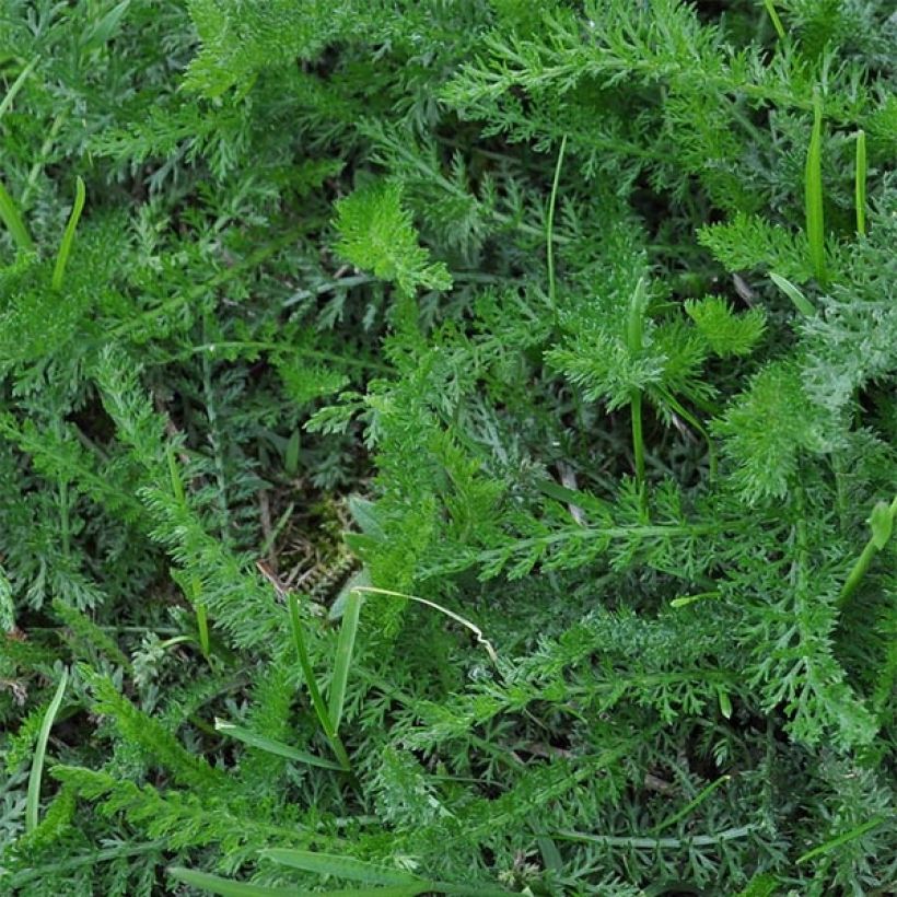 Achillea millefolium Schneetaler (Foliage)