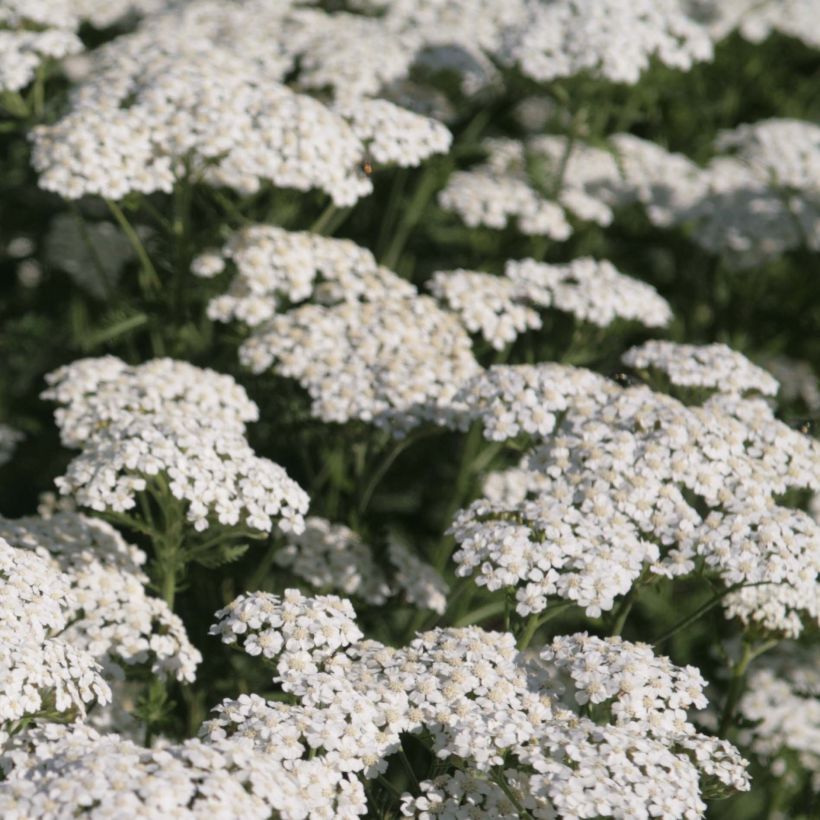 Achillea millefolium Schneetaler (Flowering)