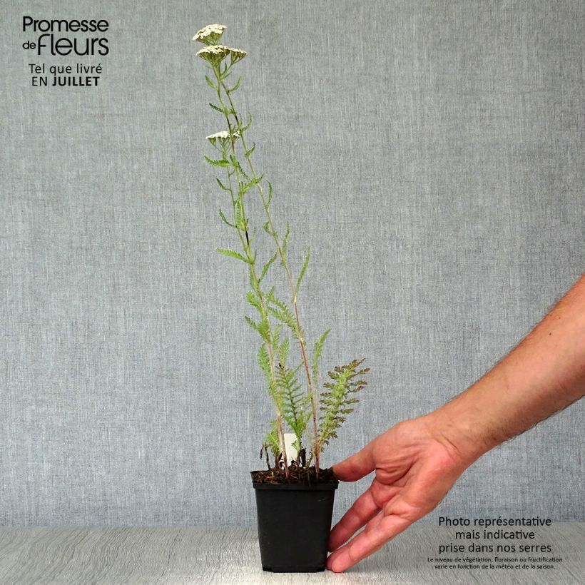Achillea millefolium Schneetaler 8/9 cm pot sample as delivered in summer