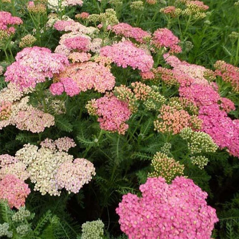 Achillea millefolium Wesersandstein (Flowering)