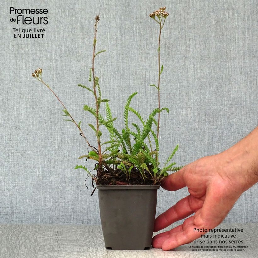 Achillea millefolium White Beauty 8/9 cm pot sample as delivered in summer