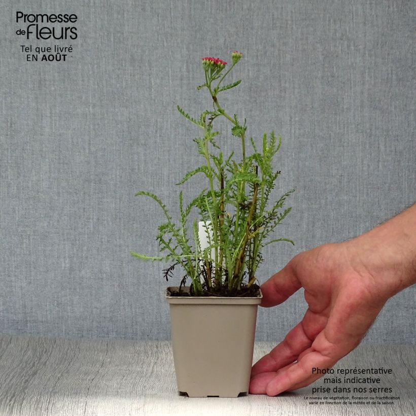 Achillea millefolium Apricot Delight 8/9 cm pot sample as delivered in summer