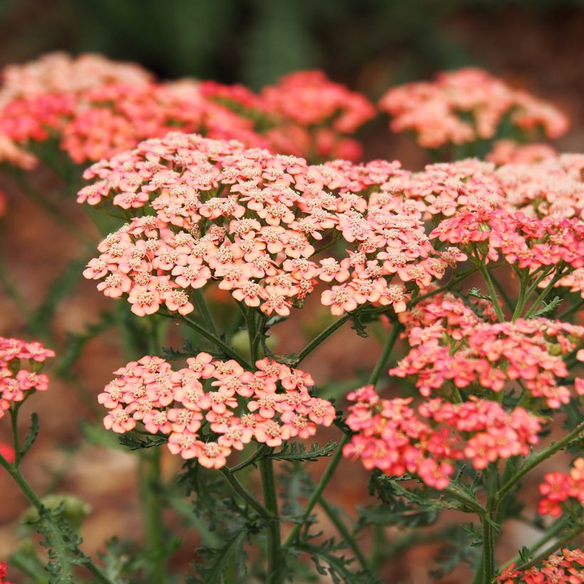 Achillea millefolium Apricot Delight (Flowering)