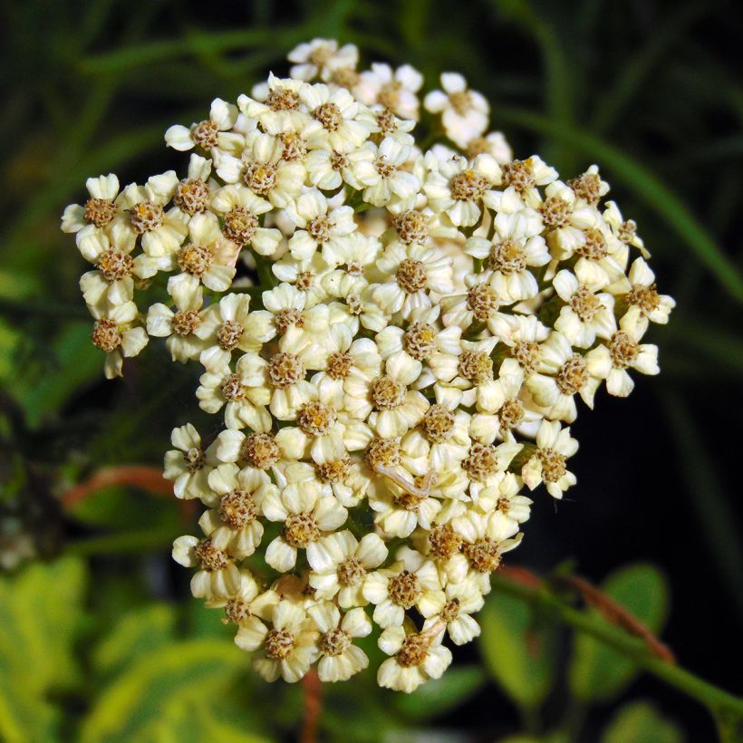 Achillea millefolium Apfelblüte (Flowering)