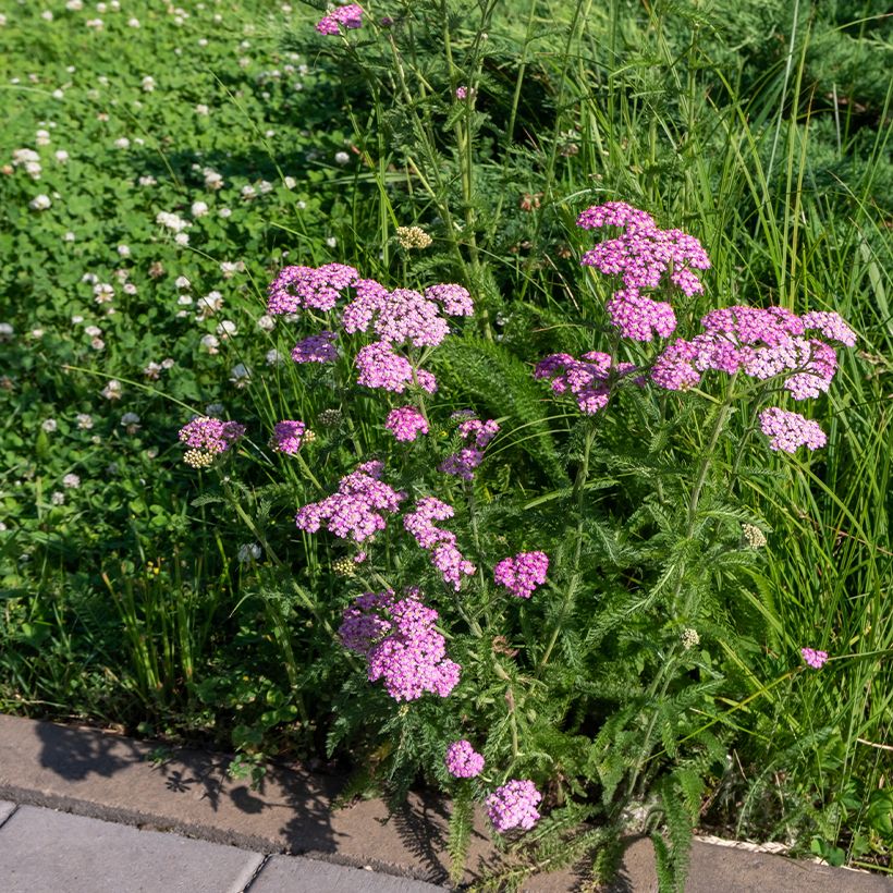 Achillea millefolium Cerise Queen (Plant habit)