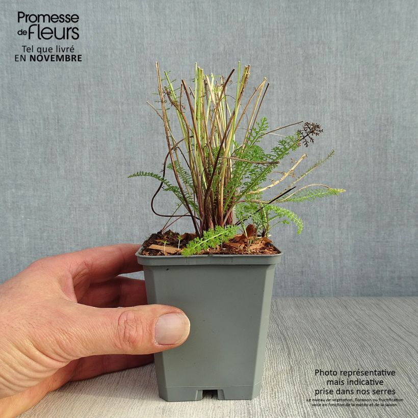 Achillea millefolium Cerise Queen 8/9 cm pot sample as delivered in autumn