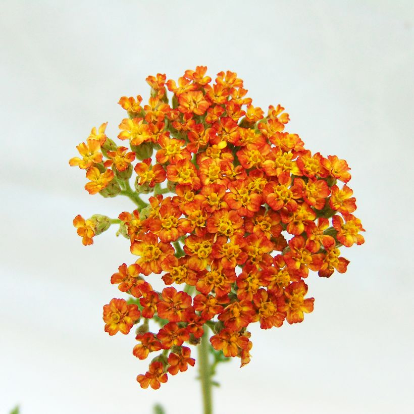 Achillea millefolium Feuerland (Flowering)