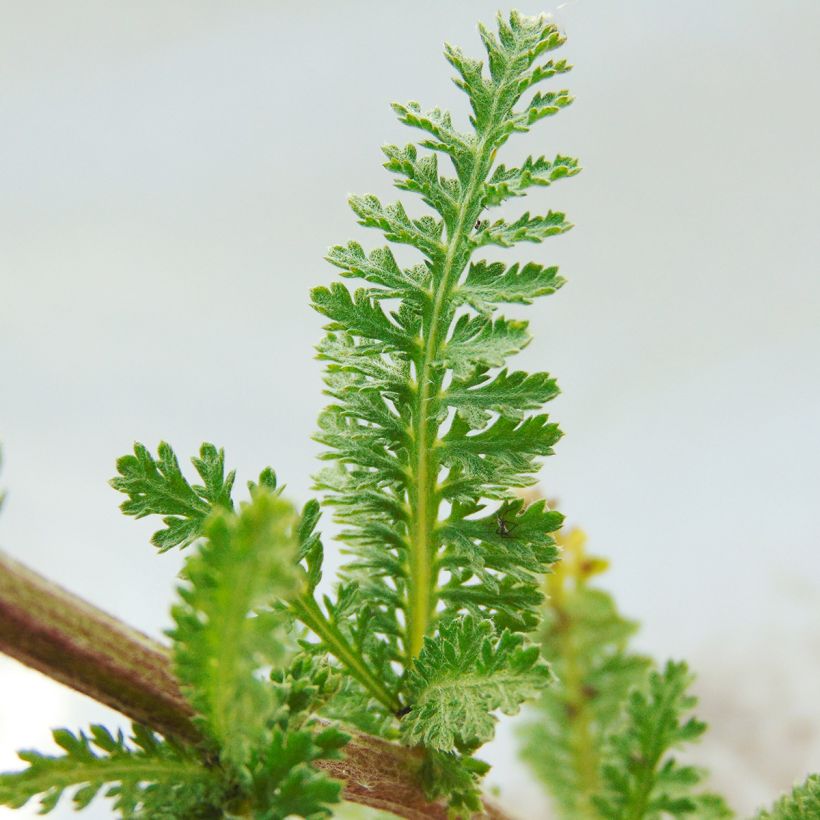 Achillea millefolium Heinrich Vogeler (Foliage)