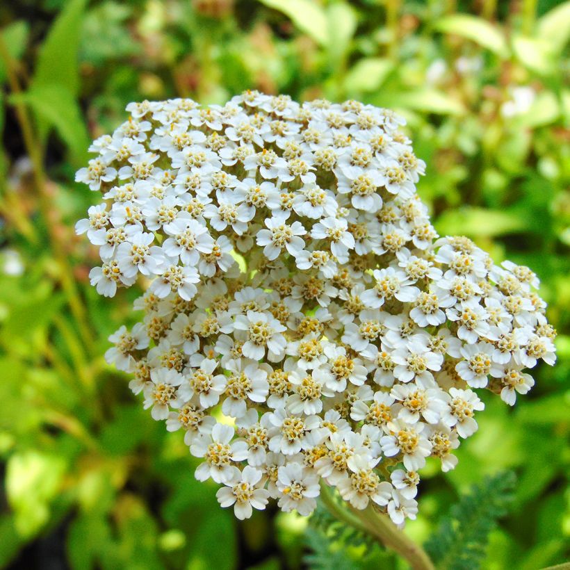 Achillea millefolium Heinrich Vogeler (Flowering)