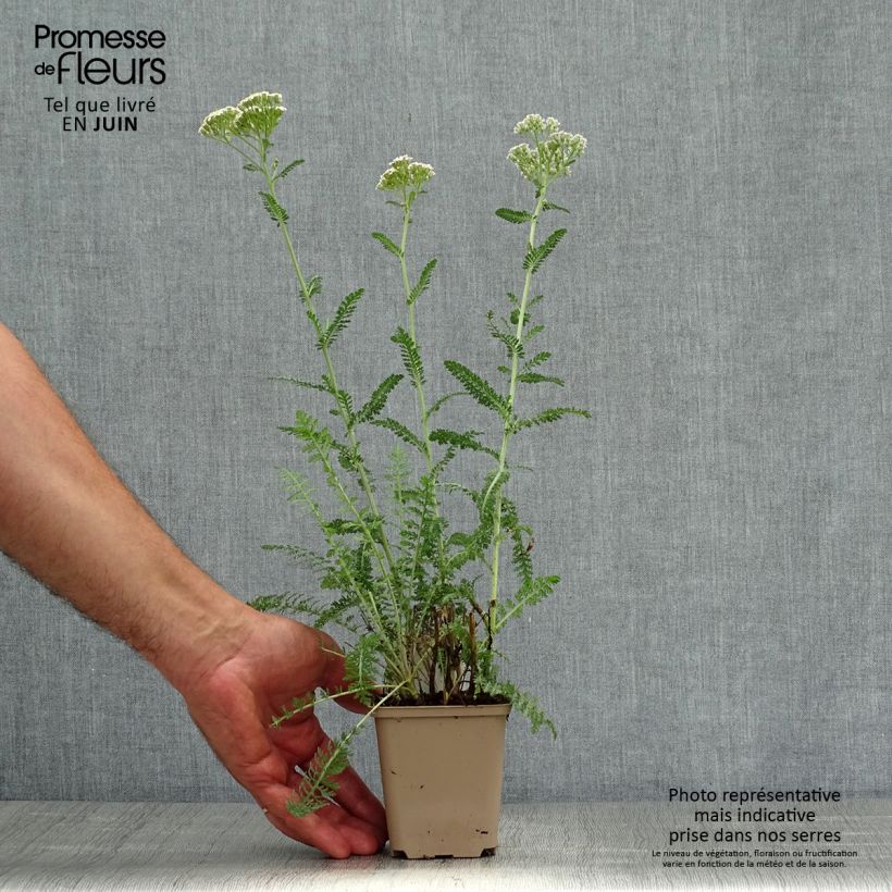 Achillea millefolium Heinrich Vogeler 8/9 cm pot sample as delivered in summer