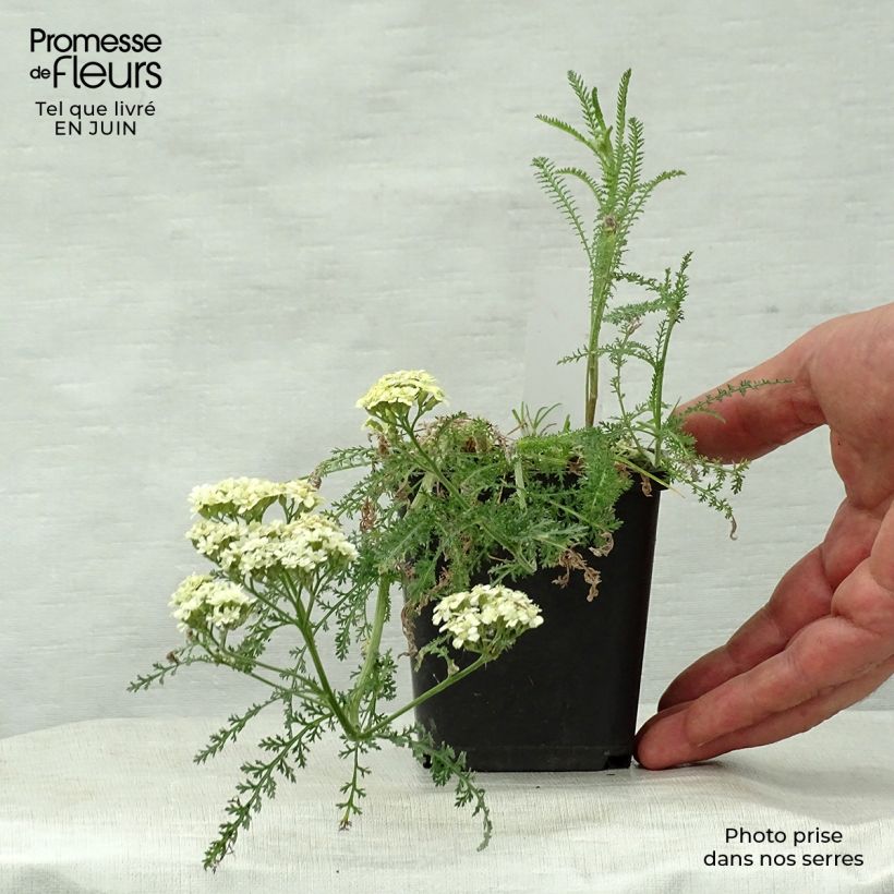 Achillea millefolium Hella Glashoff 8/9 cm pot sample as delivered in summer