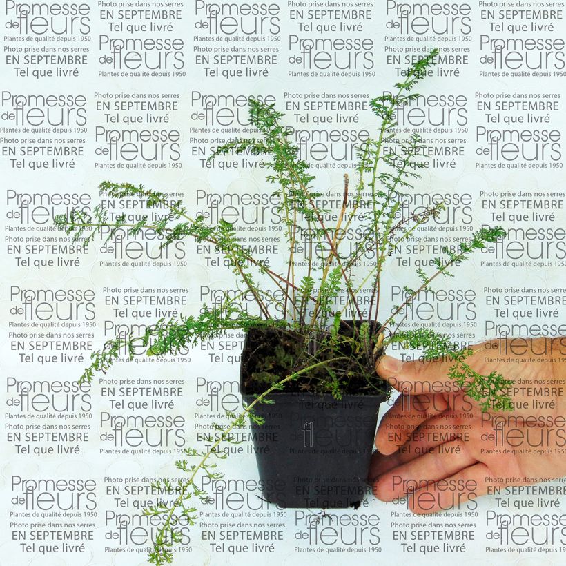 Example of Achillea millefolium Jacqueline 8/9 cm pot specimen as delivered