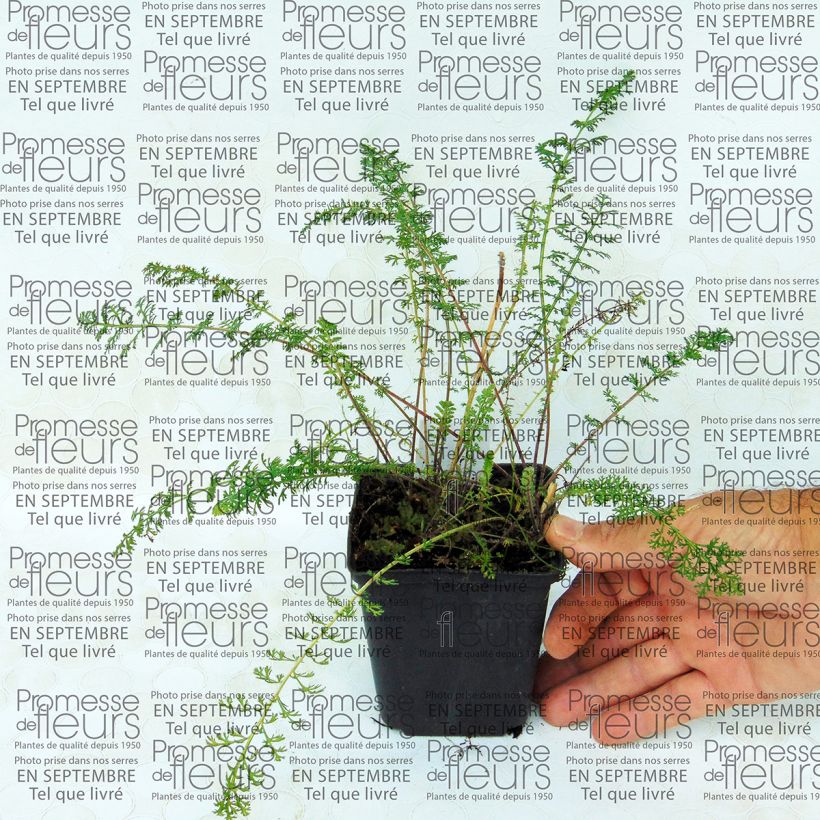 Example of Achillea millefolium Jacqueline specimen as delivered