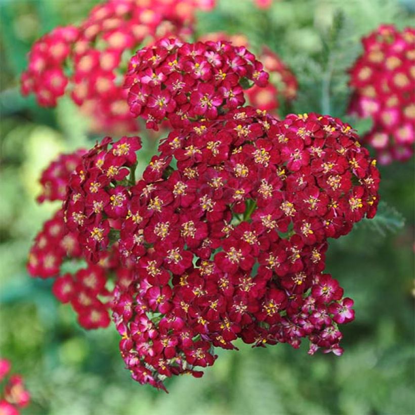 Achillea millefolium Laura (Flowering)