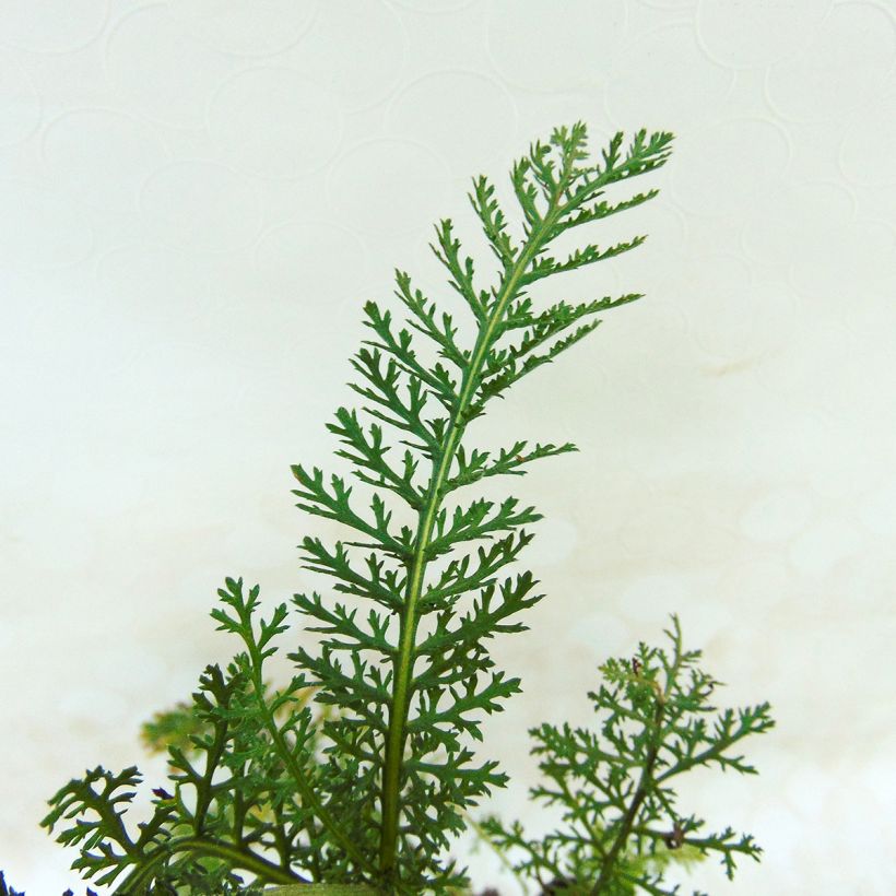 Achillea millefolium Lilac Beauty (Foliage)