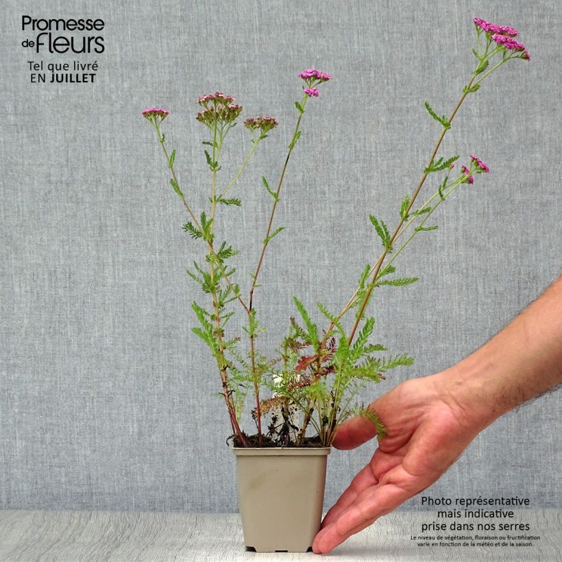 Achillea millefolium Lilac Beauty 8/9 cm pot sample as delivered in summer
