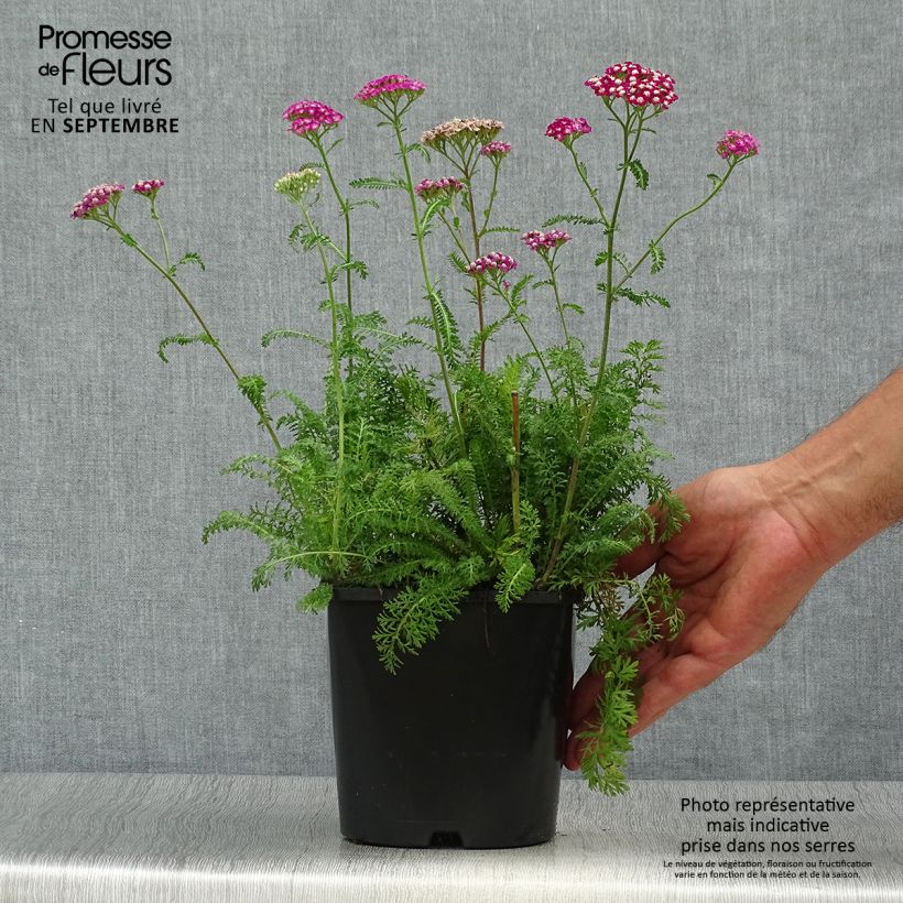 Achillea millefolium New Vintage Violet 2L/3L pot sample as delivered in autumn