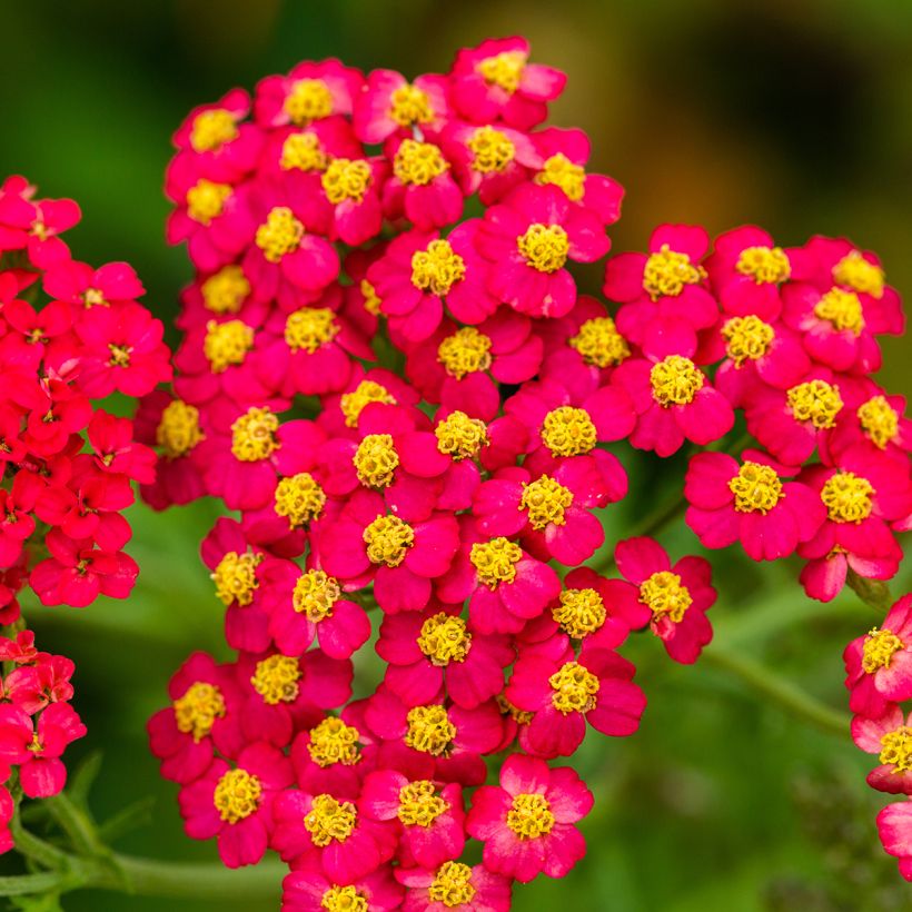 Achillea millefolium Paprika (Flowering)