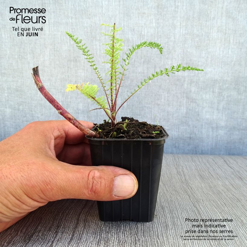 Achillea millefolium Paprika 7/8 cm pot sample as delivered in summer