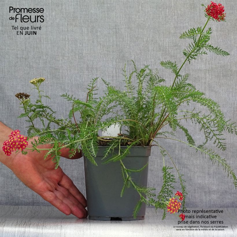 Achillea millefolium Paprika 2L/3L pot sample as delivered in summer