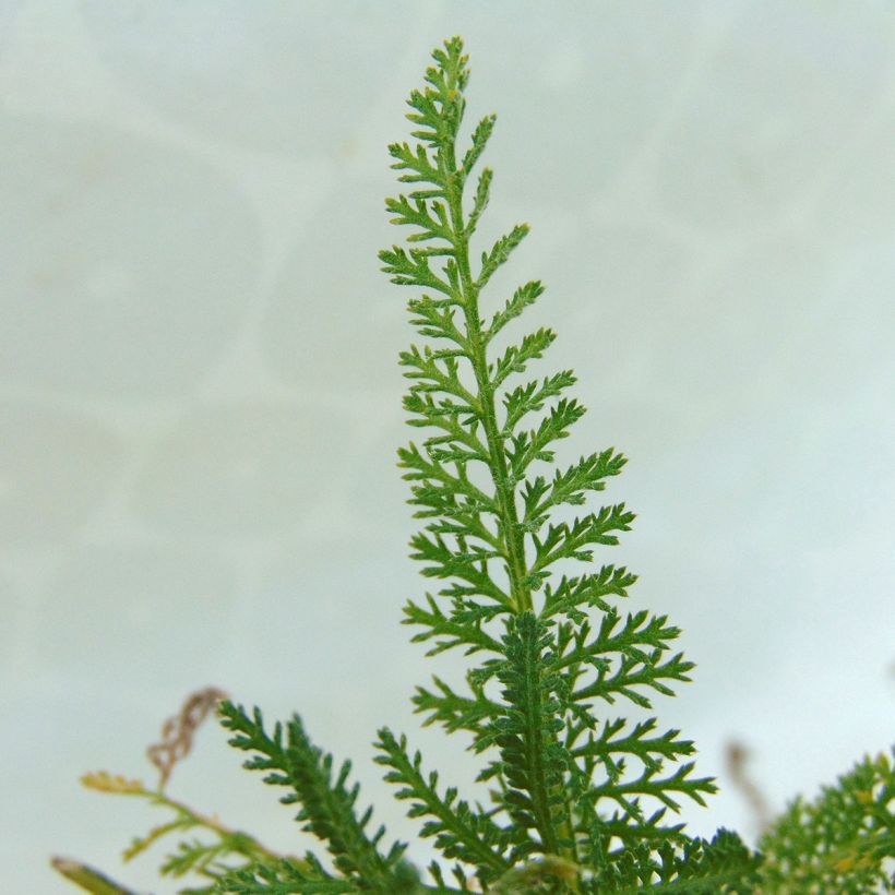 Achillea millefolium Pomegranate (Foliage)