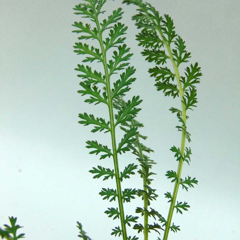 Achillea millefolium Pretty Woman (Foliage)