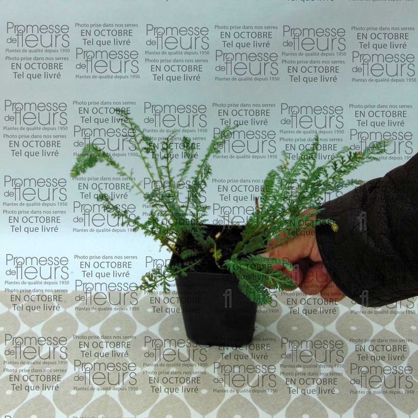 Example of Achillea millefolium Pretty Woman specimen as delivered