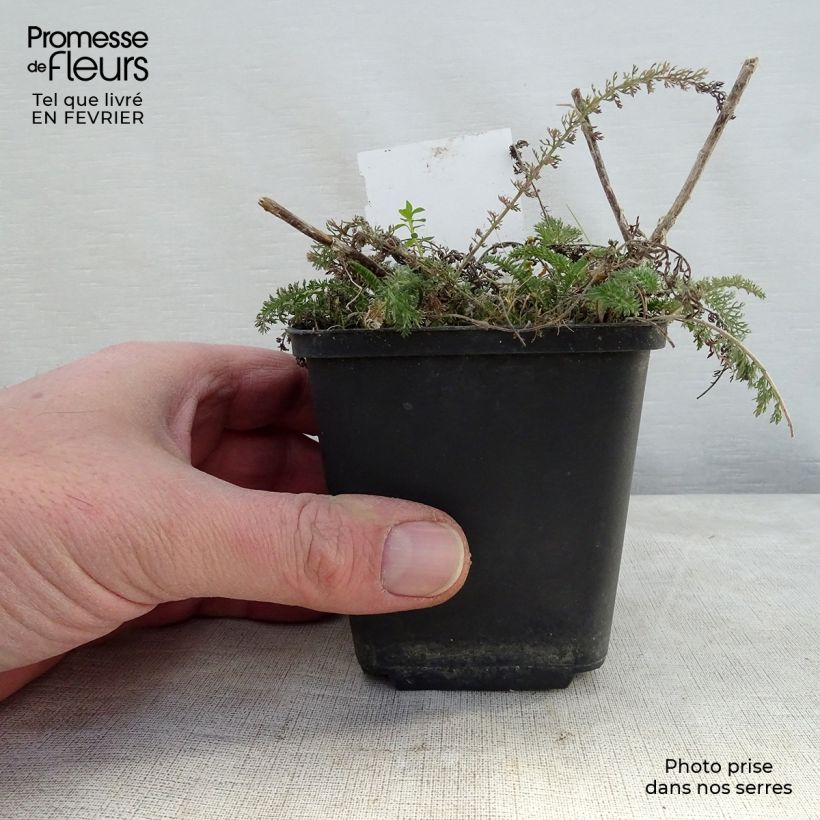 Achillea millefolium Salmon Beauty 8/9 cm pot sample as delivered in winter