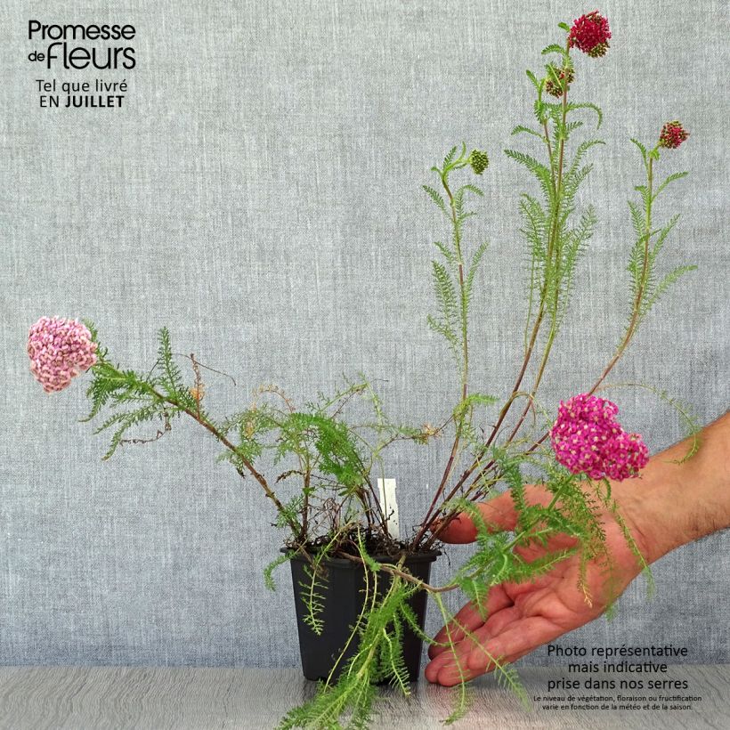 Achillea millefolium Saucy Seduction 8/9 cm pot sample as delivered in summer