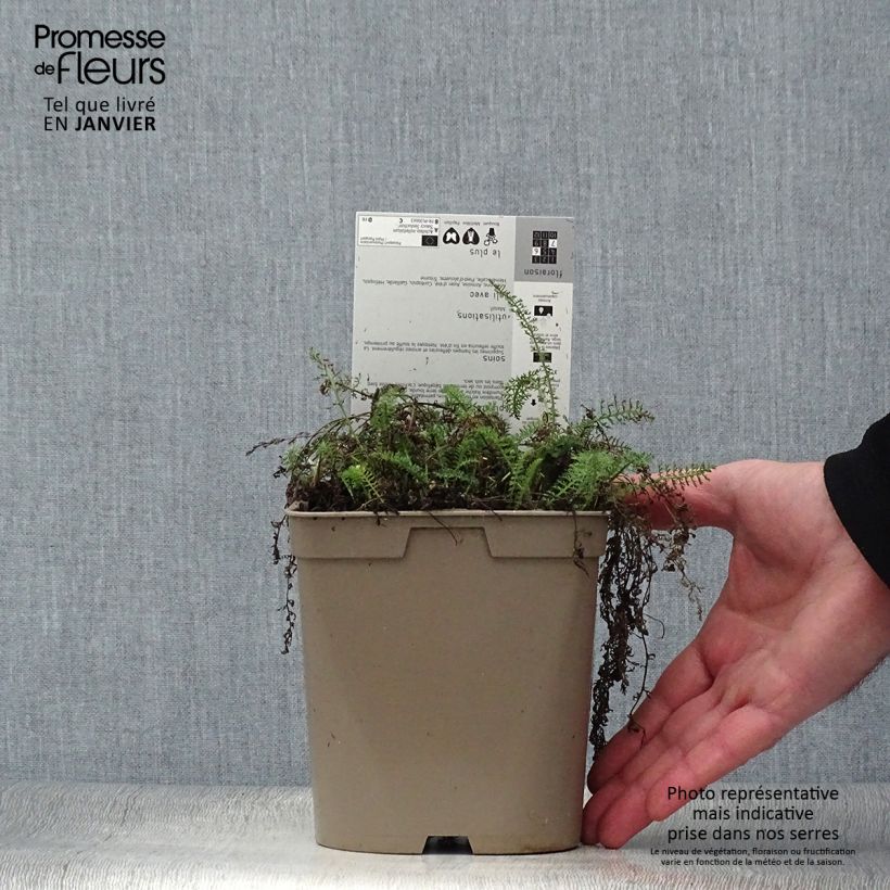 Achillea millefolium Saucy Seduction 2L/3L pot sample as delivered in winter