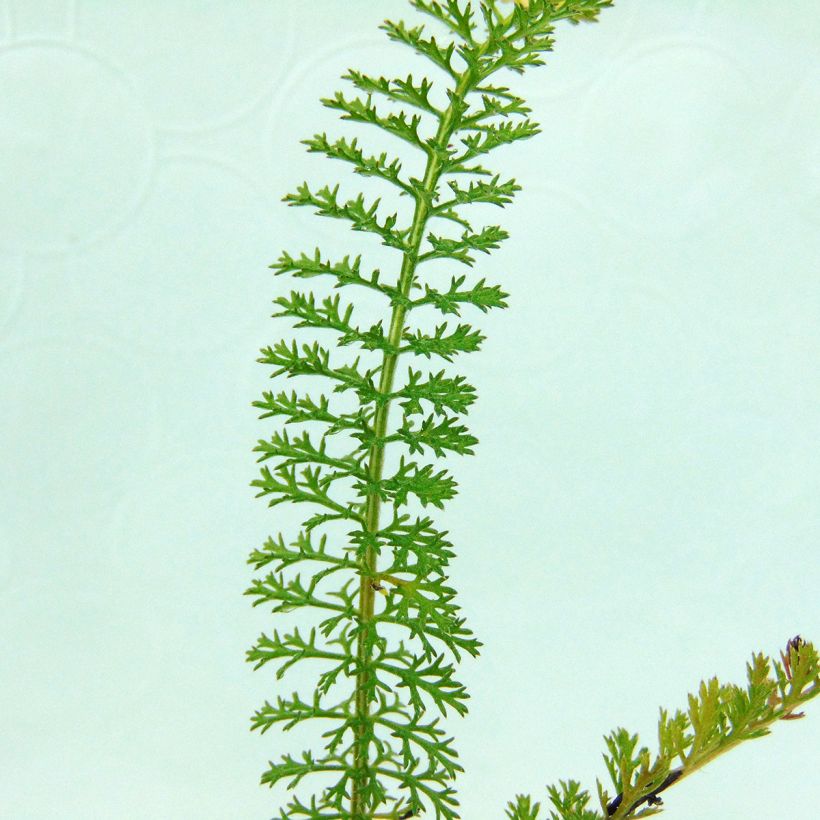 Achillea millefolium Summer Pastel (Foliage)