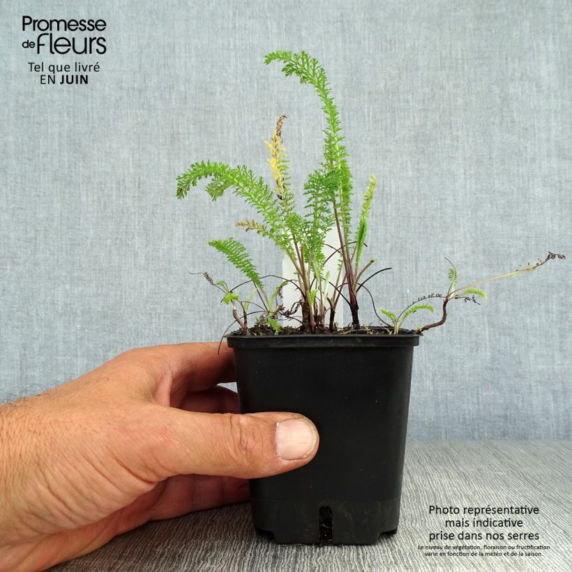 Achillea millefolium Summer Pastel 7/8 cm pot sample as delivered in summer