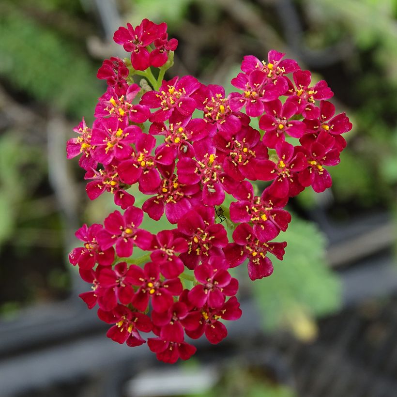 Achillea millefolium Summerwine (Flowering)