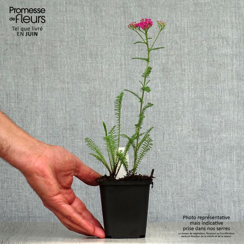 Achillea millefolium Summerwine 8/9 cm pot sample as delivered in summer