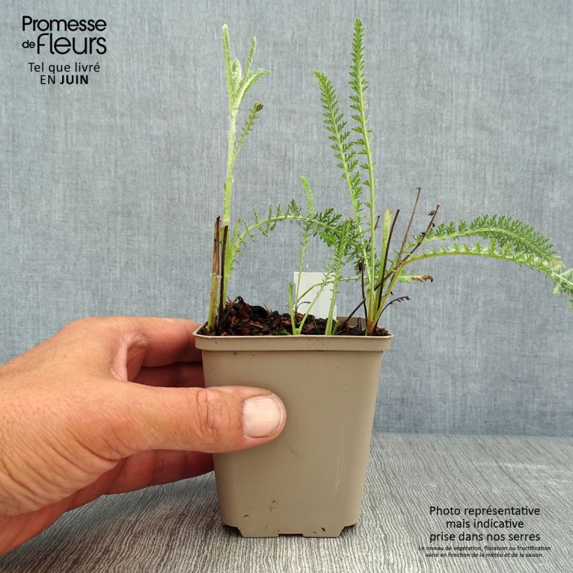 Achillea millefolium Terracotta 8/9 cm pot sample as delivered in summer