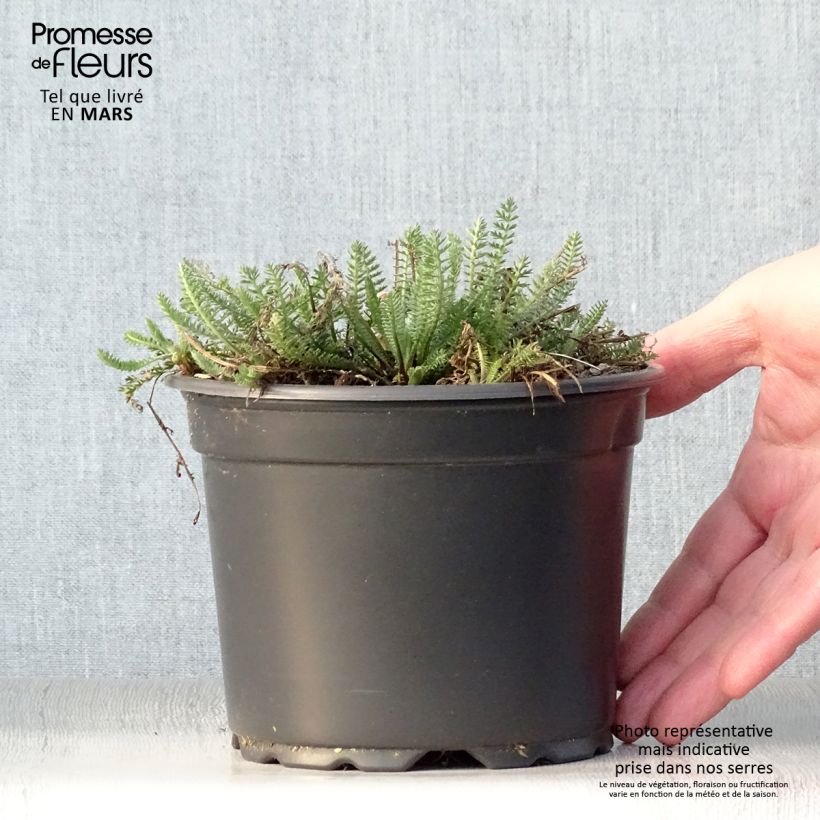 Achillea millefolium Terracotta 2L/3L pot sample as delivered in spring