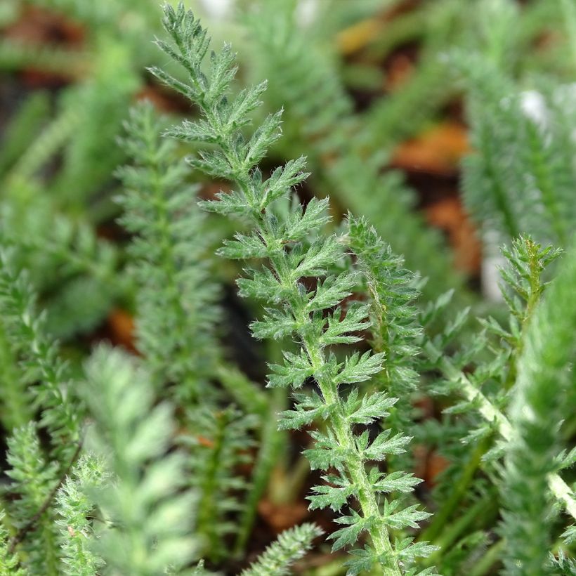 Achillea millefolium Terracotta (Foliage)