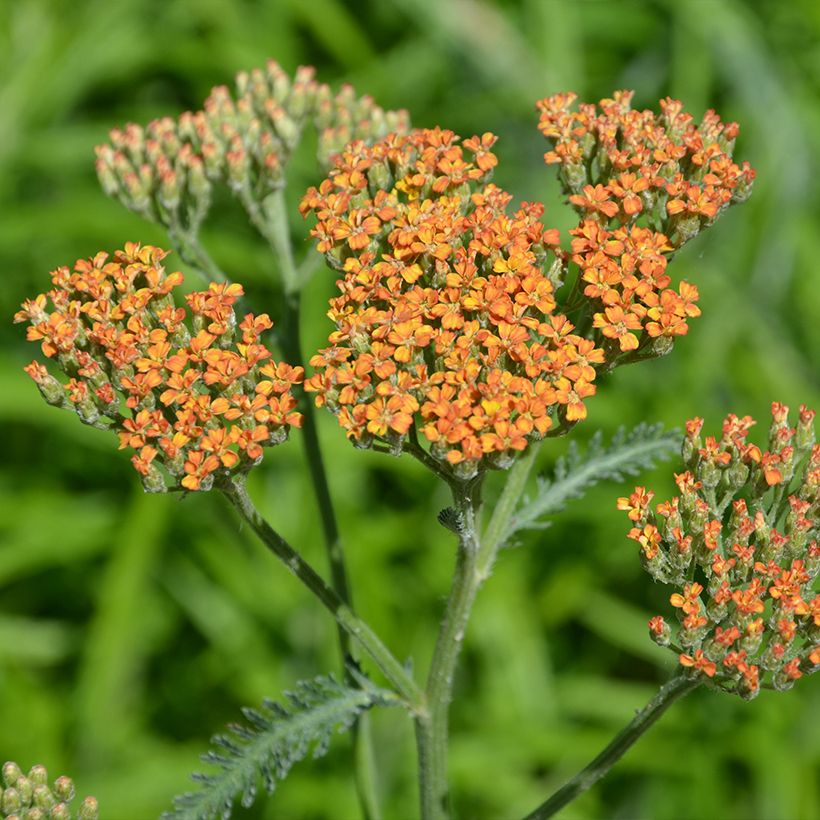 Achillea millefolium Terracotta (Flowering)