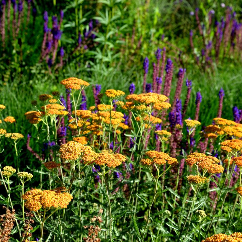 Achillea millefolium Terracotta (Plant habit)