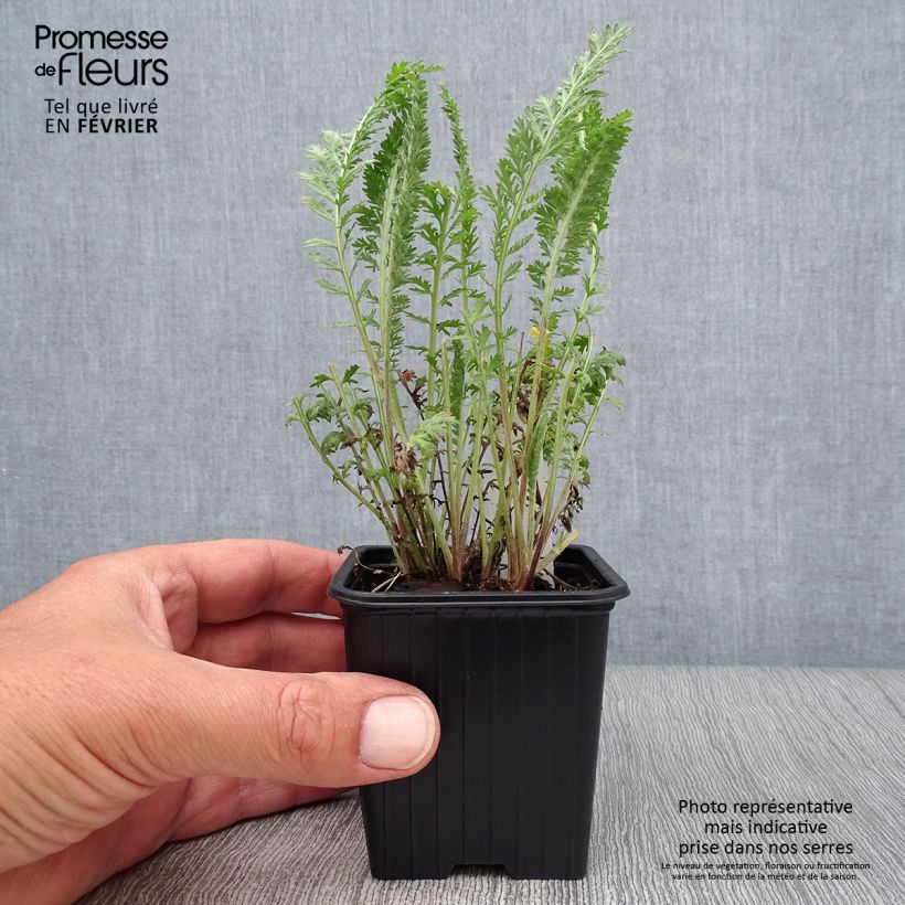 Achillea millefolium The Beacon 8/9 cm pot sample as delivered in autumn