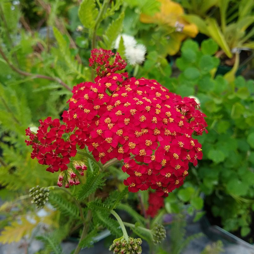 Achillea millefolium The Beacon (Flowering)