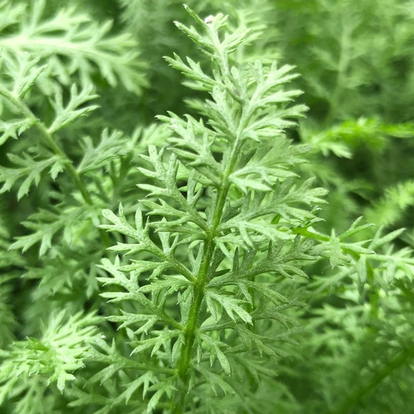 Achillea millefolium Paprika (Foliage)