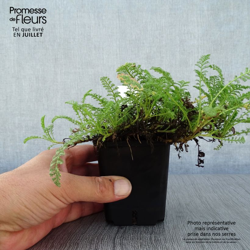 Achillea odorata 8/9 cm pot sample as delivered in summer