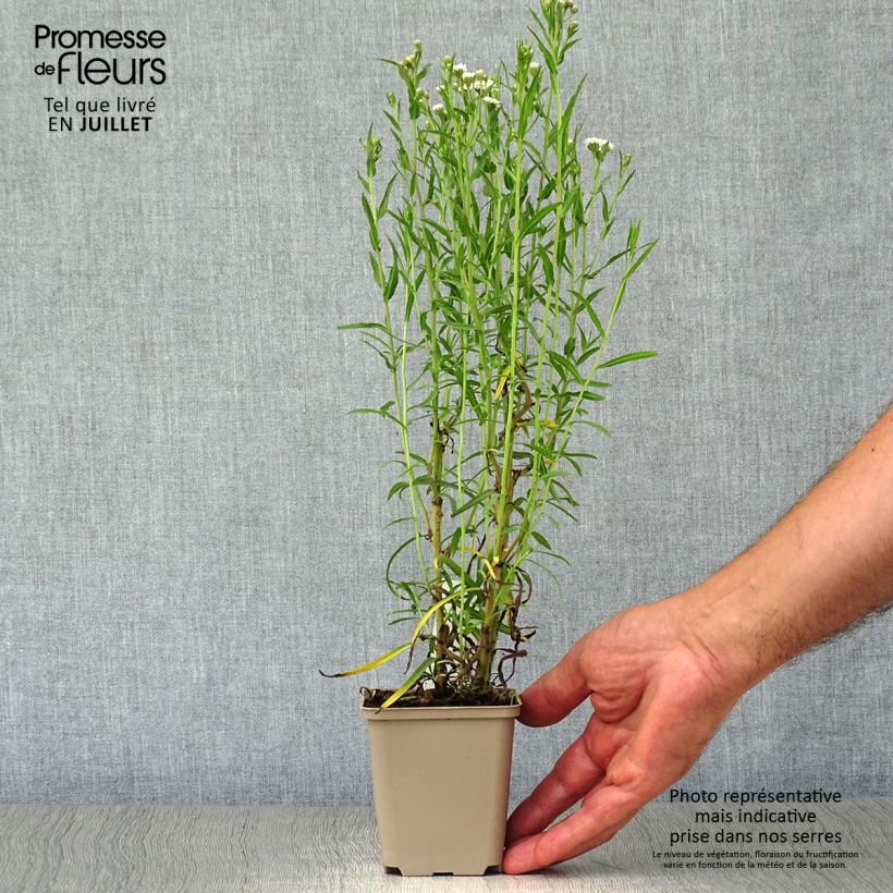 Achillea ptarmica Perrys White 8/9 cm pot sample as delivered in summer