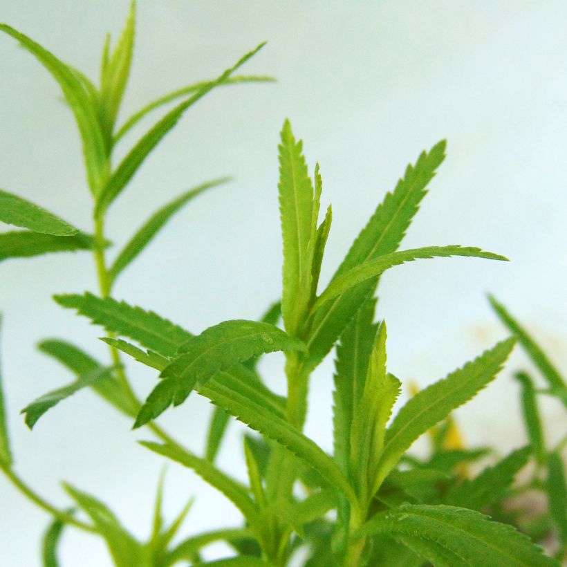 Achillea ptarmica The Pearl (Foliage)