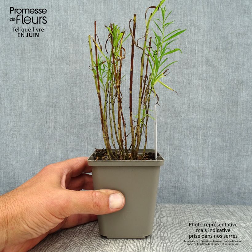 Achillea ptarmica The Pearl 8/9 cm pot sample as delivered in summer