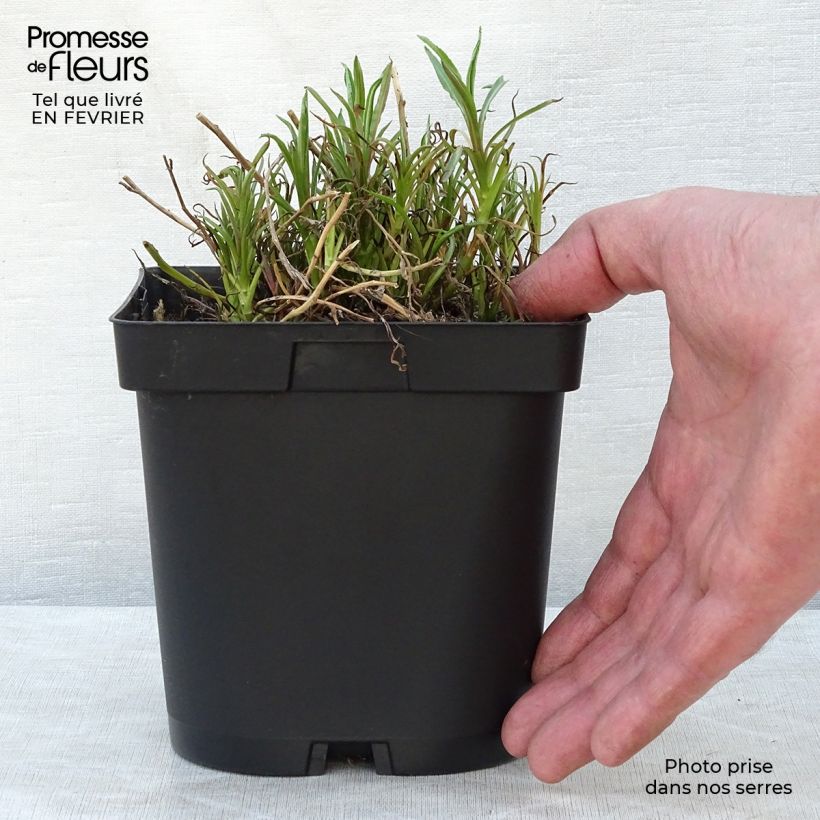 Achillea ptarmica The Pearl 2L/3L pot sample as delivered in winter