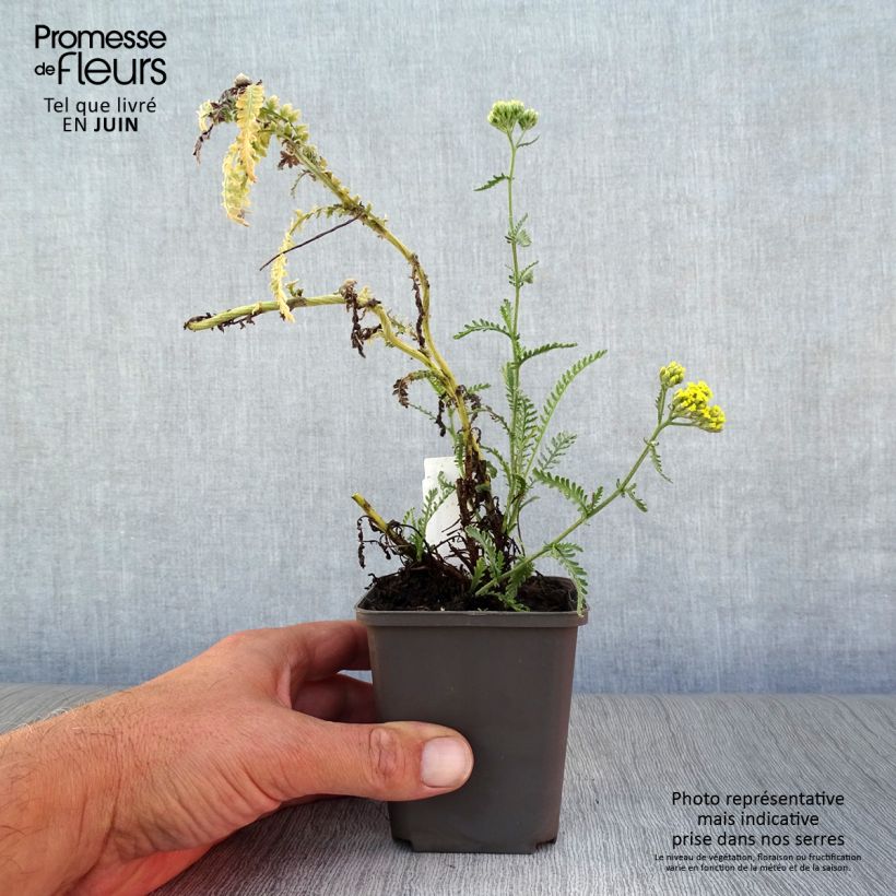 Achillea taygetea 8/9 cm pot sample as delivered in summer