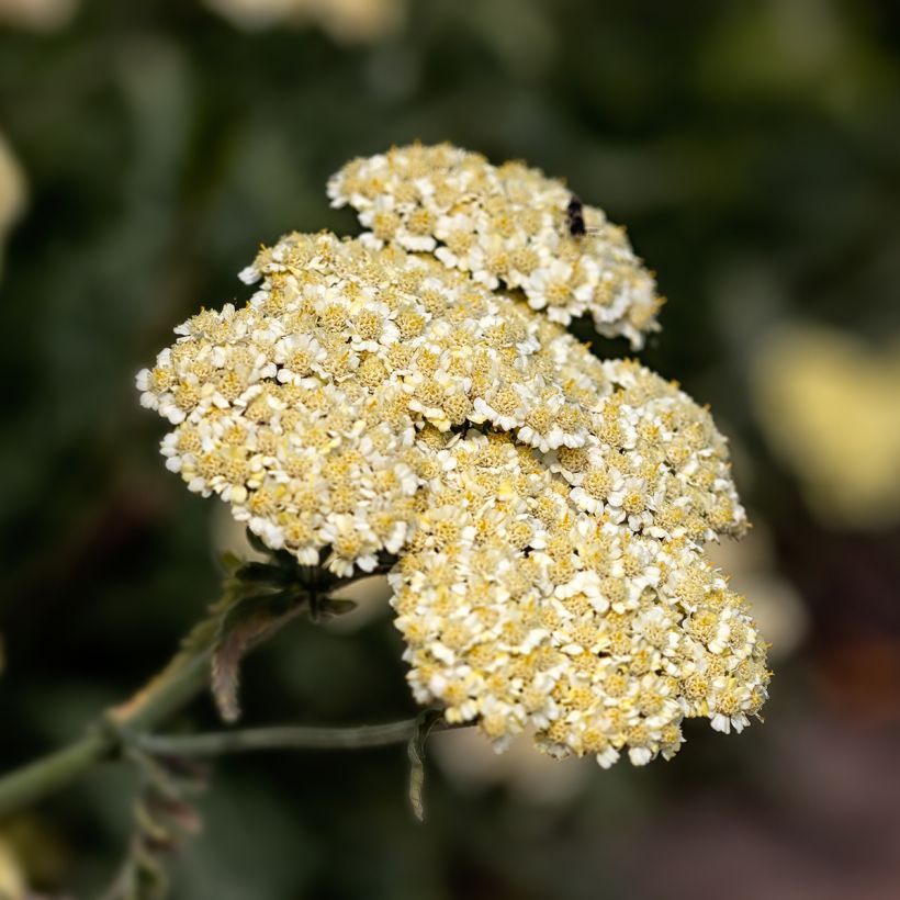 Achillea taygetea (Flowering)
